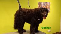 Hundesalon Montys Pfotenst&uuml;bchen Harpstedt Melanie Grohe Bild 001